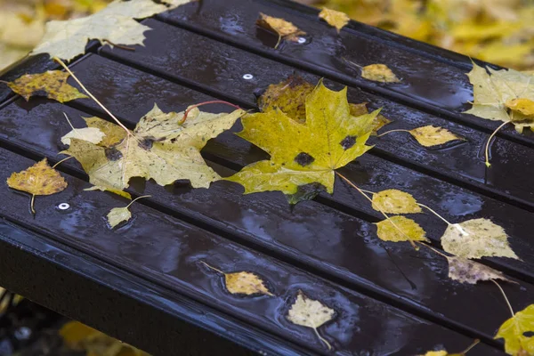 Feuilles Érable Sur Banc Humide — Photo