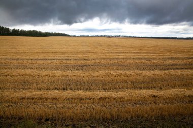 Hasattan geriye kalan saplama ve saman yığınları.