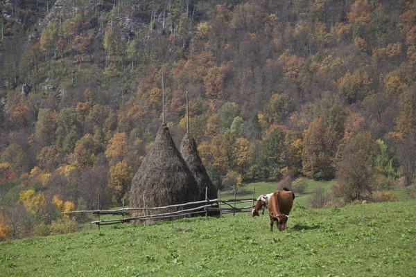 Haystacks Baszkirskich Wioskach Położonych Górach — Zdjęcie stockowe