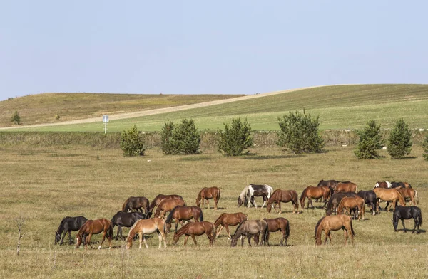 Horses Foals Grazing Edge Forest — Stock Photo, Image
