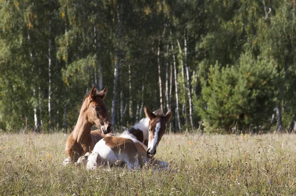 Konie Źrebiąt Wypasających Się Skraju Lasu — Zdjęcie stockowe