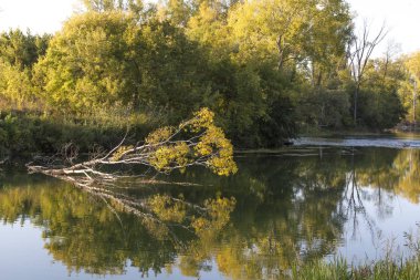   Bir sonbahar ormanı ve gökyüzü nün suyunda yansıma