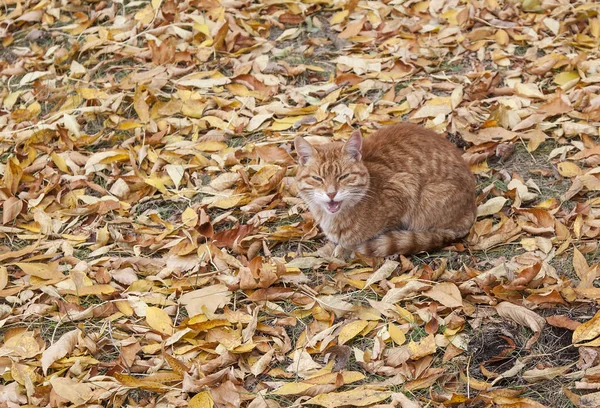 Rudá Kočka Kráčí Osamoceně Podzimním Lese — Stock fotografie