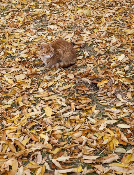 Μια Κόκκινη Γάτα Περπατά Μόνη Στο Δάσος Του Φθινοπώρου — Φωτογραφία Αρχείου