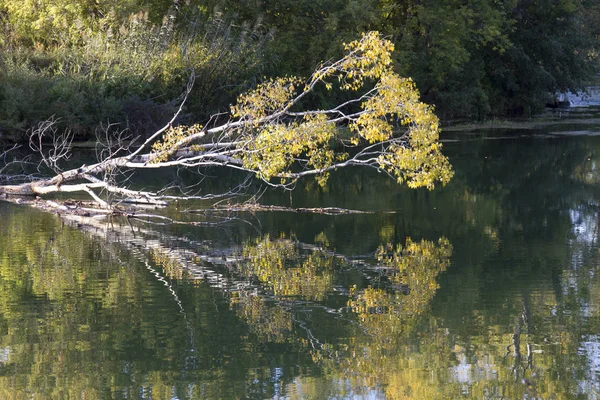 Reflexão Água Uma Floresta Outono Céu — Fotografia de Stock