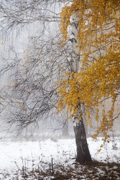 Een Magisch Moment Van Herfst Tot Winter Transitie Gele Bladeren — Stockfoto