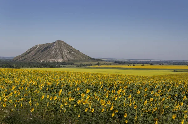 Kvetoucí Slunečnice Pozadí Osamělé Hory — Stock fotografie