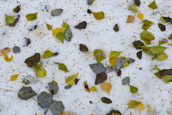 Autumn Fallen Leaves Lie Snow — Zdjęcie stockowe