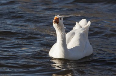 Gölette yüzen beyaz evcil kazlar..