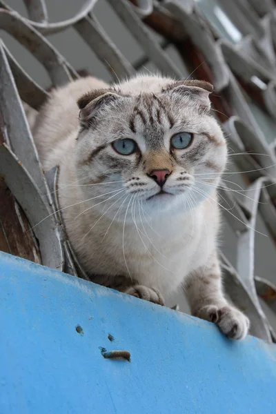 丸太小屋の上に猫が腰を下ろして路上生活を見ている — ストック写真