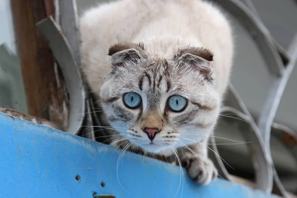 Kočka Lopatkou Sedí Lodžii Dívá Život Ulici — Stock fotografie