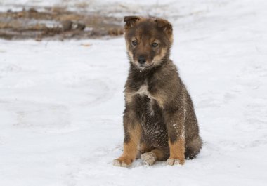Yalnız evsiz köpek karda oturuyor.