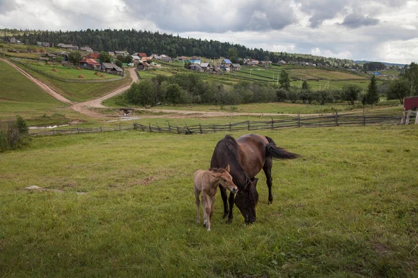 Konie Źrebaki Tle Górskiej Wioski Bashkortostanie — Zdjęcie stockowe