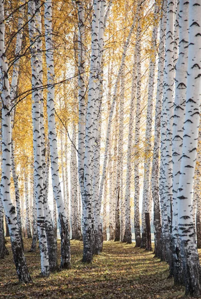White Trunks Birch Trees Yellow Foliage — Stockfoto
