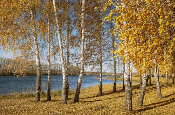 Білі Стовбури Берези Жовтого Листя — стокове фото