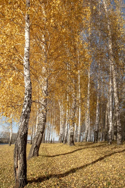 Білі Стовбури Берези Жовтого Листя — стокове фото