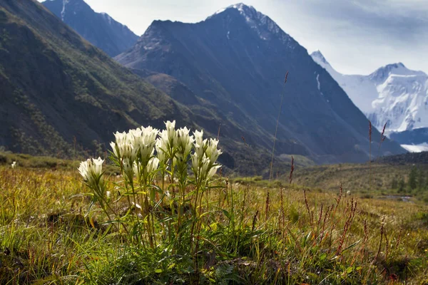 Altai Kwiaty Tle Belukha Mountain Lato Słoneczny Dzień — Zdjęcie stockowe