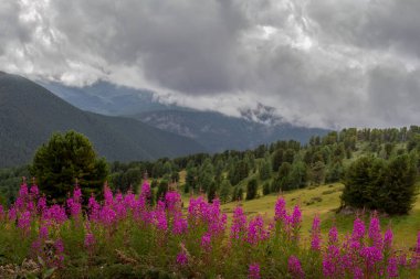 Altai dağlarının arka planındaki kozalaklı orman. Yaz bulutlu bir gün. Çiçek açan vadi.
