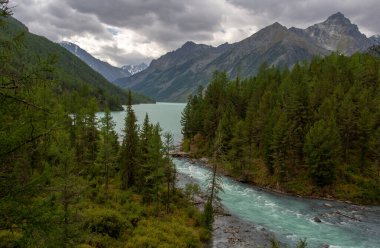 Fırtınalı, Altai 'deki dağ nehri, dağ zirvelerinin arka planında, kıyılar boyunca yoğun bitki örtüsü ile.
