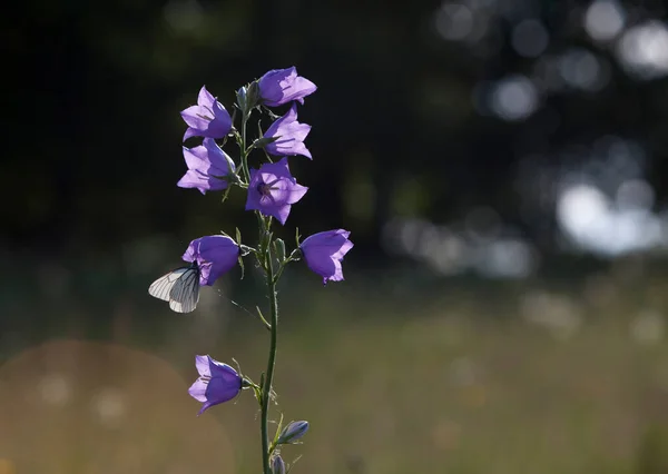 Divoké Květy Bluebell Detailní Záběr Přírodním Prostředí Rozmazané Pozadí Volné — Stock fotografie