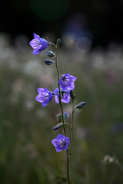 自然環境の中で野生の花のブルーベルを閉じる ぼやけた背景 — ストック写真