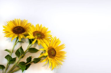 Beyaz arka planda sapları ve yaprakları olan üç ayçiçeği çiçeği. Metne yer var..