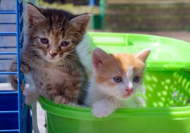 Taşıyıcıda sahibini bekleyen iki üzgün kedi yavrusu..