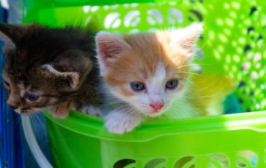 Taşıyıcıda sahibini bekleyen iki üzgün kedi yavrusu..