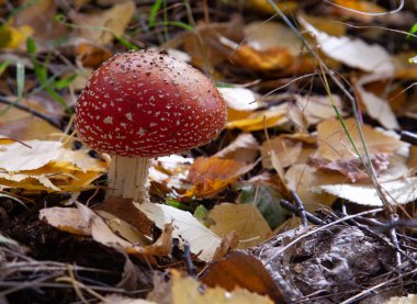Amanita sonbahar ormanında düşen yaprakların arasında..