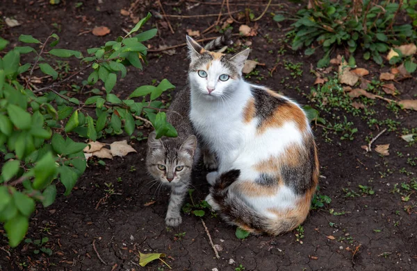 Tricolor Katt Med Grå Kattunge Gatan Gräset — Stockfoto