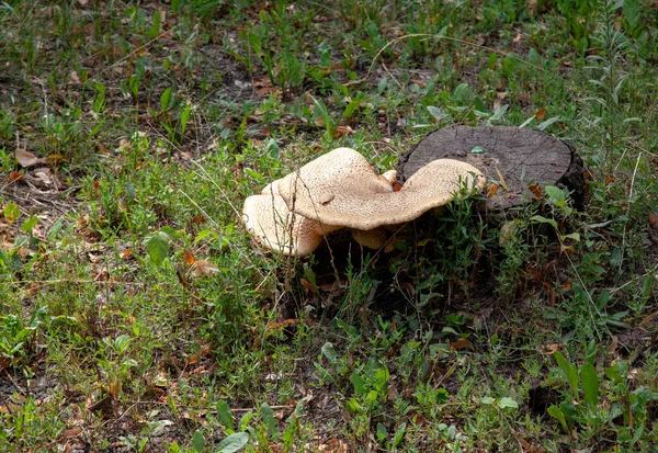 Champignons Non Comestibles Poussant Sur Les Souches Arbres — Photo