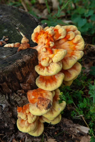 Ağaç kütüklerinde yetişen mantarlar..