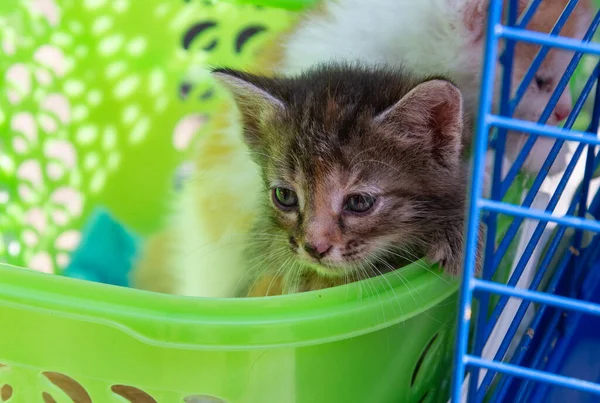 Two Sad Kittens Carrier Waiting New Owner — Stock Photo, Image