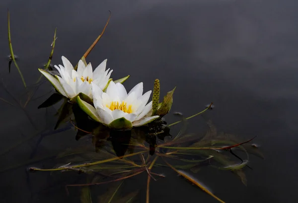 Seerosen Eine Weiße Blume Mit Großen Blättern Die Auf Der — Stockfoto