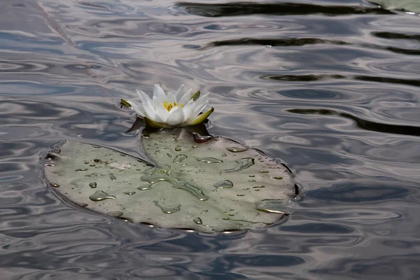 Lírios Água Uma Flor Branca Com Grandes Folhas Flutuando Superfície — Fotografia de Stock