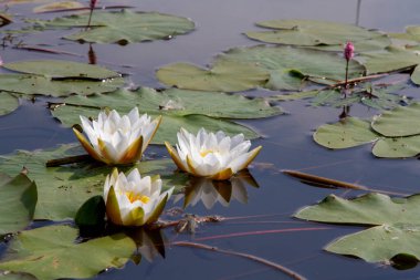 Su zambakları, suyun yüzeyinde yüzen büyük yapraklı beyaz bir çiçek..