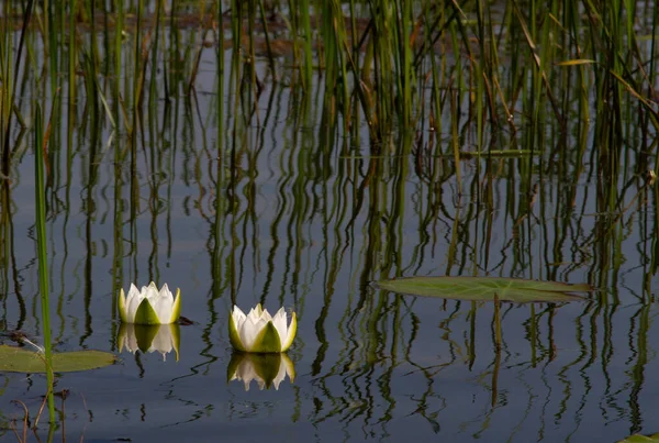 Seerosen Eine Weiße Blume Mit Großen Blättern Die Auf Der — Stockfoto