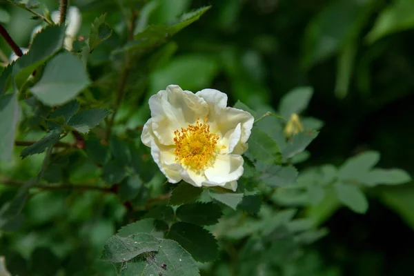 Apfelblüte Nahaufnahme Auf Einem Hintergrund Aus Laub — Stockfoto