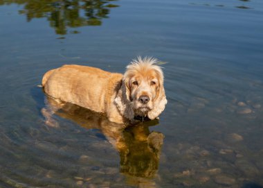 Kızıl saçlı köpek suyun içinde duruyor..