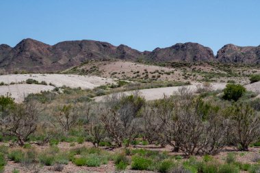 Kazakistan 'ın kil tebeşirli tepeleri seyrek bitki örtüsüyle.