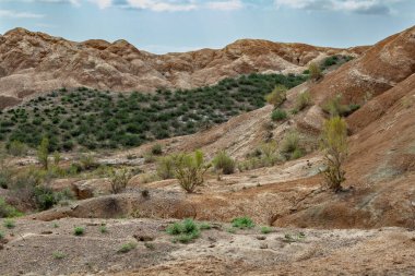 Kazakistan 'ın kil tebeşirli tepeleri seyrek bitki örtüsüyle.
