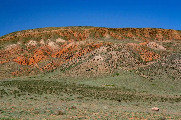Kazakistan Kil Tebeşirli Tepeleri Seyrek Bitki Örtüsüyle — Stok fotoğraf