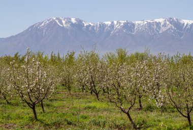 Kazakistan 'daki karlı zirvelerin arka planında çiçek açan meyve ağaçları.