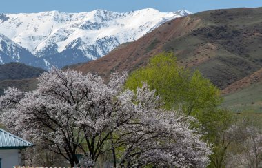 Küçük dağların arka planında çiçek açan meyve ağacı.