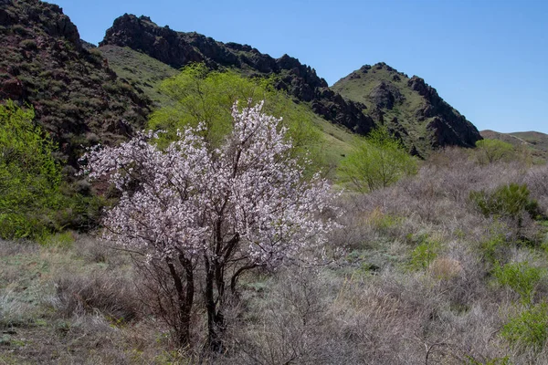 Blühender Obstbaum Vor Dem Hintergrund Kleiner Berge — Stockfoto
