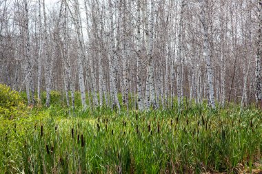 Sazlıklar ve kuyruk kuyruklarıyla çevrili, yaprakları olmayan beyaz huş ağaçları..