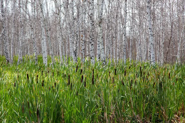 Abedules Tronco Blanco Sin Hojas Humedal Rodeado Juncos Colas — Foto de Stock