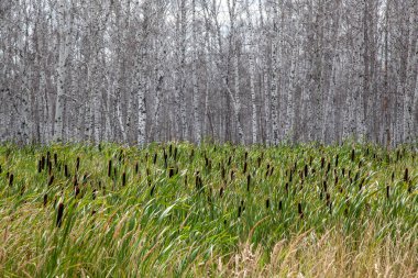 Sazlıklar ve kuyruk kuyruklarıyla çevrili, yaprakları olmayan beyaz huş ağaçları..
