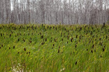 Sazlıklar ve kuyruk kuyruklarıyla çevrili, yaprakları olmayan beyaz gövdeli huş ağaçları..