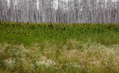 Sazlıklar ve kuyruk kuyruklarıyla çevrili, yaprakları olmayan beyaz huş ağaçları..